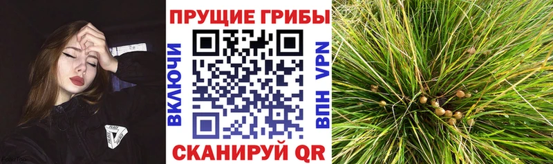 маркетплейс какой сайт  Кондрово  Псилоцибиновые грибы прущие грибы 